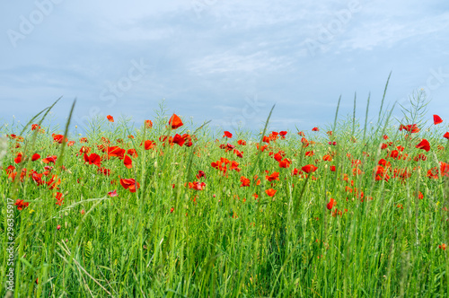 front view on a poppy field with gray cloudy sky