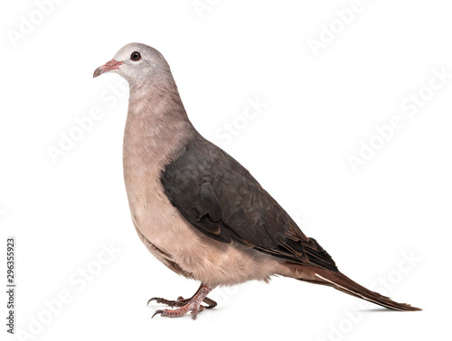 Pink pigeon, Nesoenas mayeri standing against white background