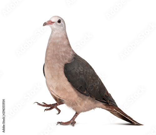 Pink pigeon, Nesoenas mayeri walking against white background