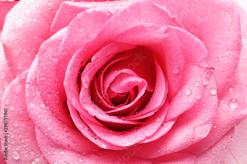 Beautiful rose flower with water drops  closeup