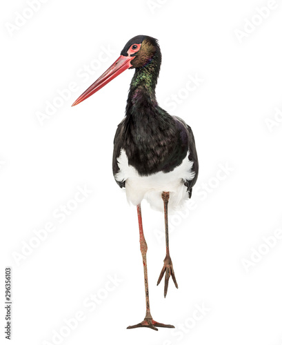 Black stork  Ciconia nigra  walking against white background