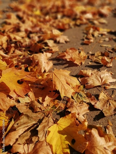 Beautiful autumn yellow leaves on the trees. The magic of autumn colors.