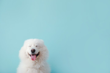 Cute Samoyed dog on color background
