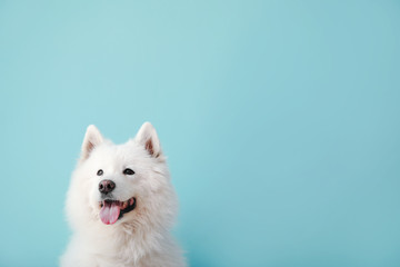 Cute Samoyed dog on color background