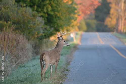 White tailed deer buck on road