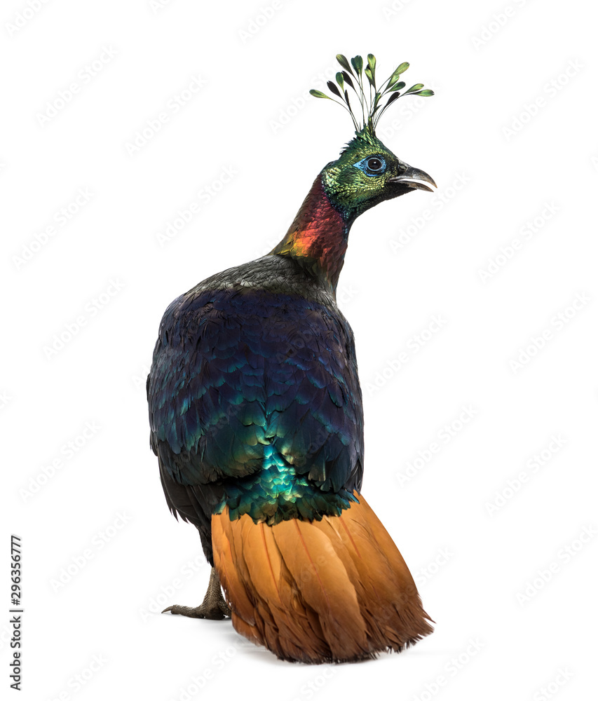 Obraz premium Himalayan monal, Lophophorus impejanus, Impeyan pheasant