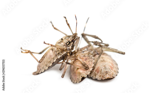 Brown Marmorated Stink Bug, Halyomorpha halys photo