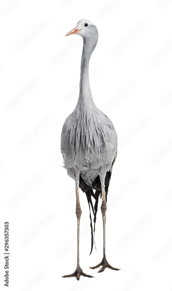 Naklejka premium Blue Crane, Grus paradisea, also known as the Stanley crane