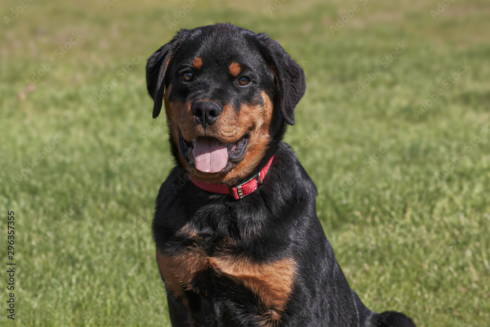 head and shoulders portrait of a smiling six month old rotti rottweiler male puppy on a blurred grass background