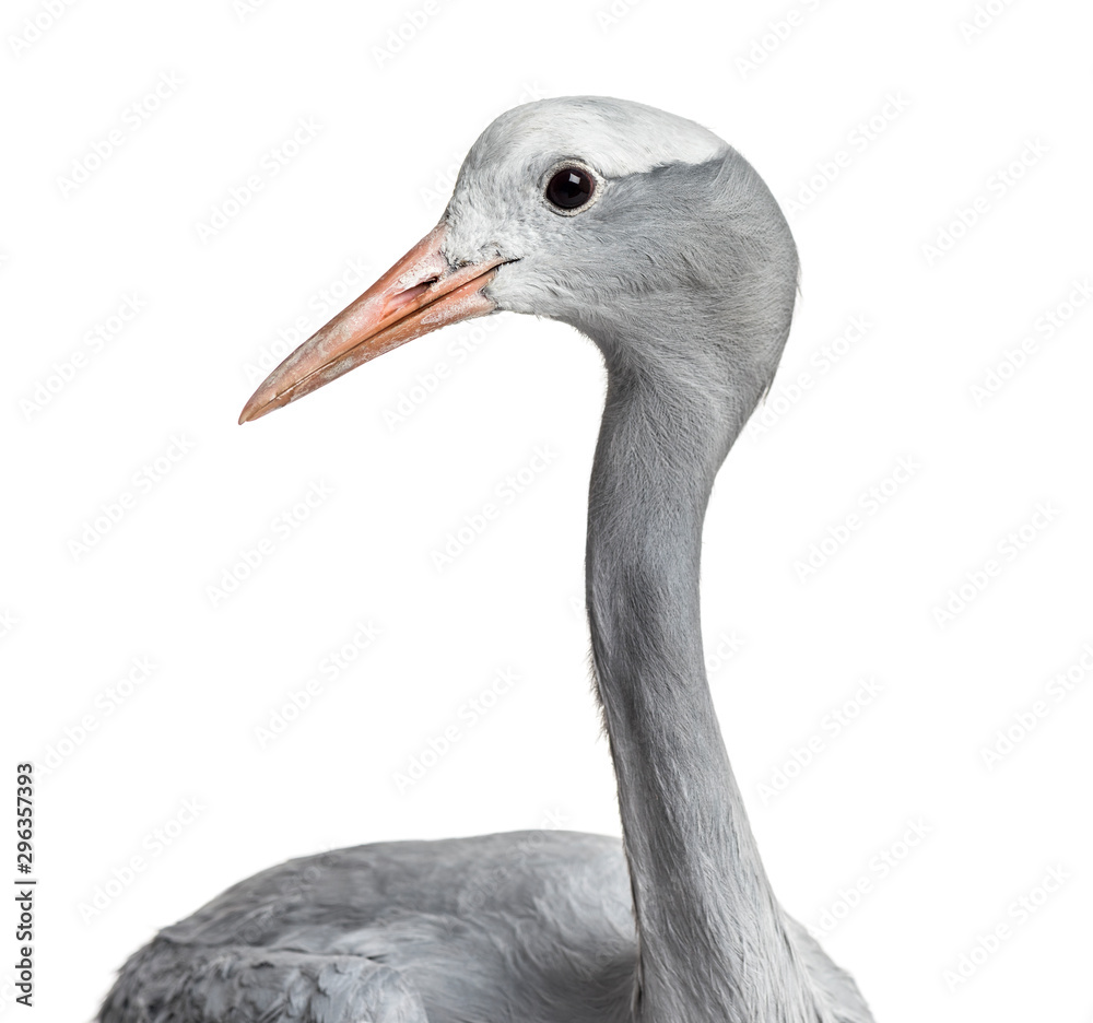 Fototapeta premium Blue Crane, Grus paradisea, also known as the Stanley crane