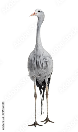 Blue Crane, Grus paradisea, also known as the Stanley crane photo