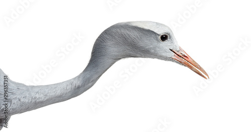 Blue Crane, Grus paradisea, also known as the Stanley crane