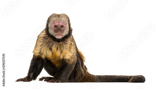 Photos Golden-Bellied Capuchin, Sapajus xanthosternos