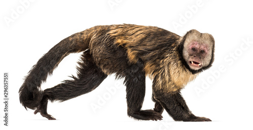 Fototapeta Naklejka Na Ścianę i Meble -  Golden-Bellied Capuchin, Sapajus xanthosternos
