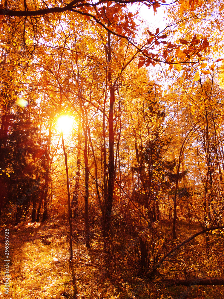Obraz premium jesienny krajobraz las z żółtymi czerwonymi liśćmi z promieniami słonecznego światła