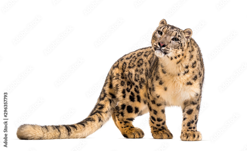 Snow leopard, Panthera uncia, also known as the ounce Snow leopard, Panthera uncia, also known as the ounce