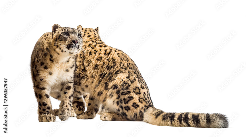 Snow leopard, Panthera uncia, also known as the ounce Snow leopard, Panthera uncia, also known as the ounce