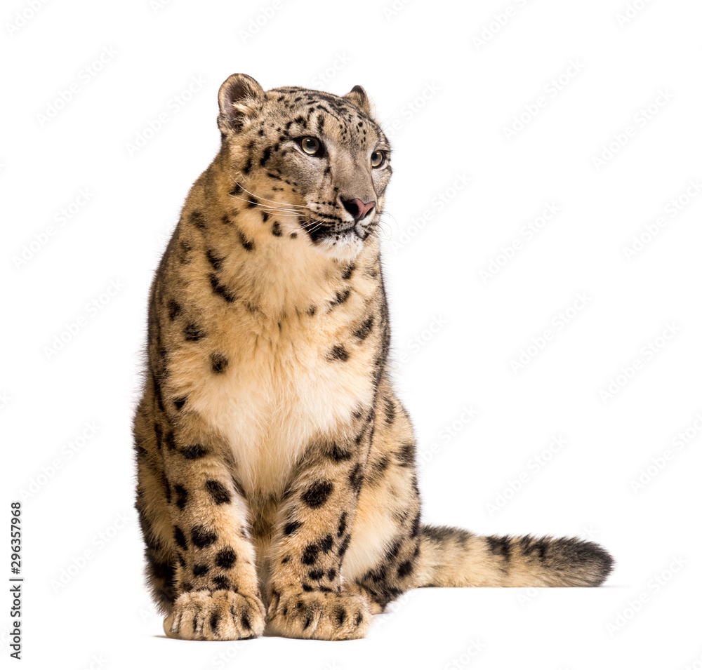 Naklejka premium Snow leopard, Panthera uncia, also known as the ounce