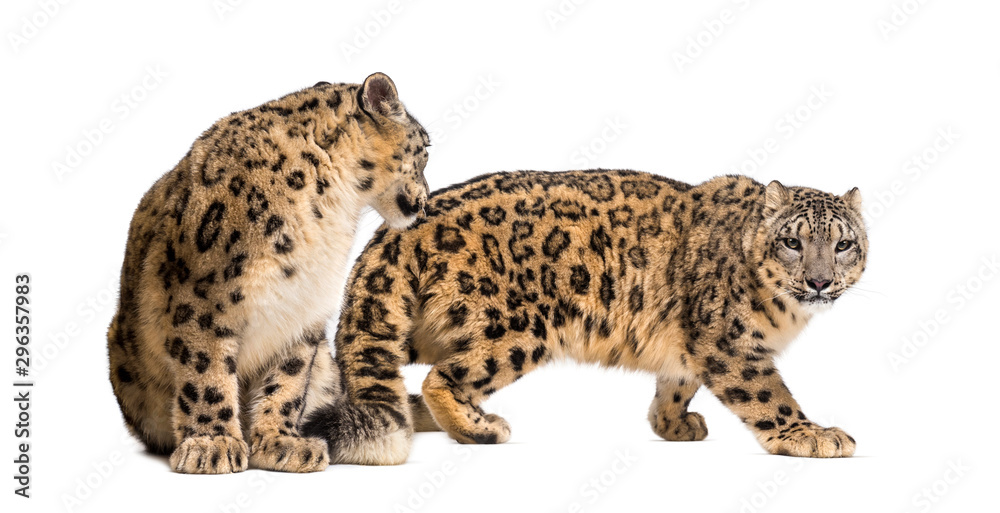 Snow leopard, Panthera uncia, also known as the ounce Snow leopard, Panthera uncia, also known as the ounce