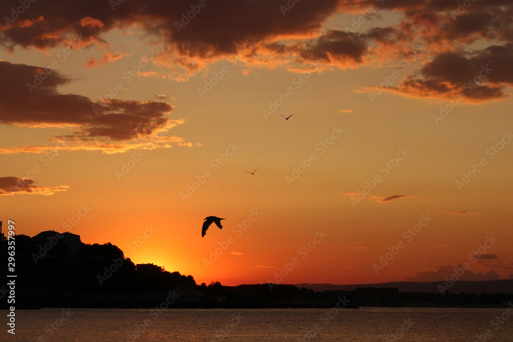 Birds in sundown over water