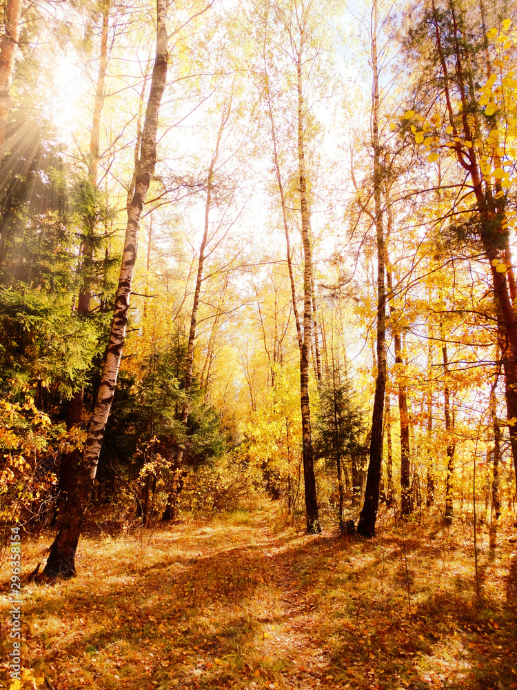 autumn landscape forest with yellow red leaves with sunny light beams autumn landscape forest with yellow red leaves with sunny light beams