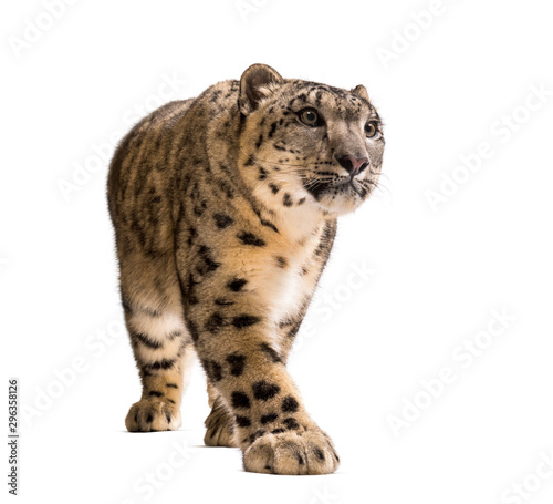 Snow leopard  Panthera uncia  also known as the ounce