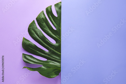 Fresh tropical leaf and blank paper on color background