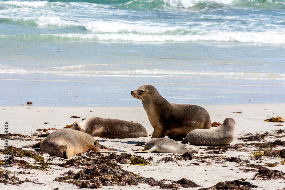 Fototapeta premium Group of Sea Lions on the sandy beach, South Australia.