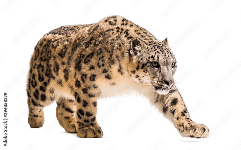 Snow leopard, Panthera uncia, also known as the ounce - obrazy, fototapety, plakaty 