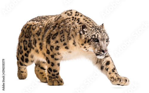 Naklejka na ścianę Snow leopard, Panthera uncia, also known as the ounce