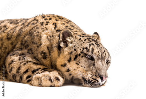 Snow leopard  Panthera uncia  also known as the ounce