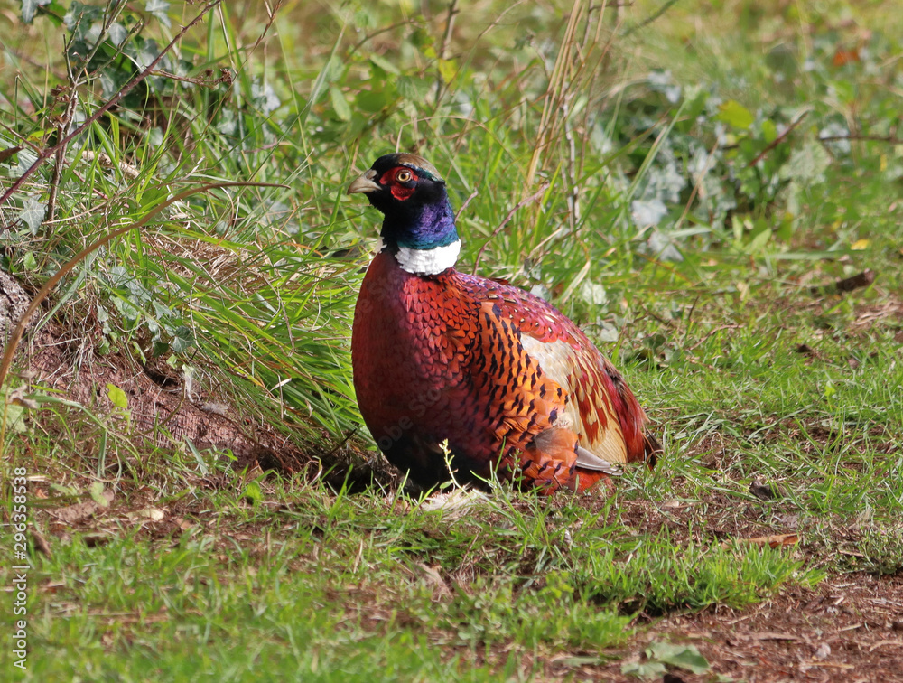 Fototapeta premium Adult male Pheasant (Phasianus colchicus) sitting on a grassy verge