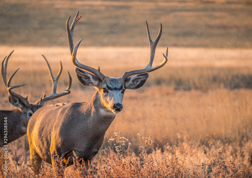 Mule deer buck in rut in autumn Mule deer buck in rut in autumn