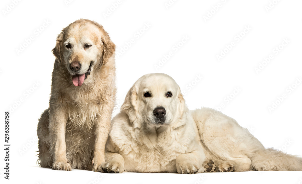 Fototapeta premium Golden Retriever & Polish Tatra Sheepdog