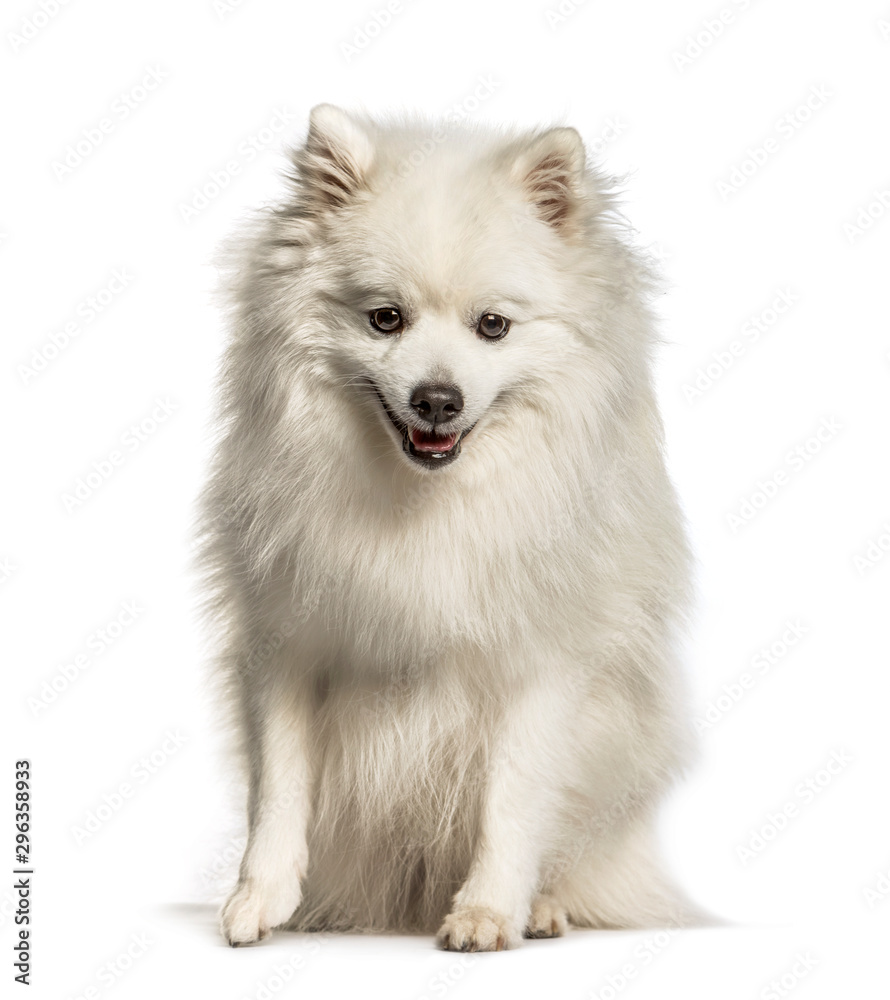 Japanese Spitz sitting against white background Japanese Spitz sitting against white background