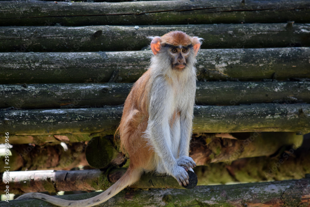 Fototapeta premium Patas Monkey Sitting on Wooden Log Portrait