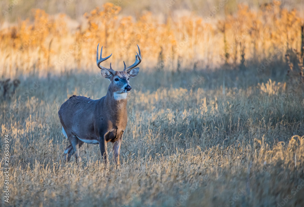 Fototapeta premium Mule deer buck in rut in autumn