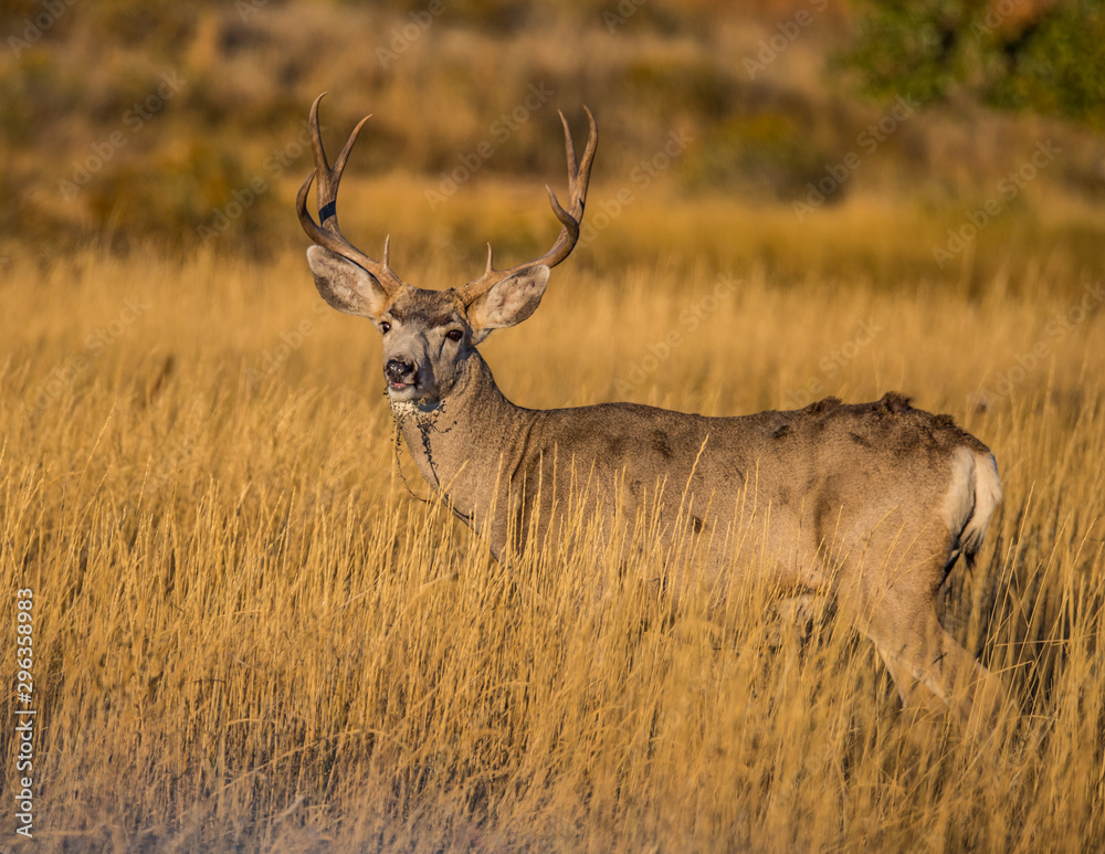 Mule deer buck in rut in autumn Mule deer buck in rut in autumn