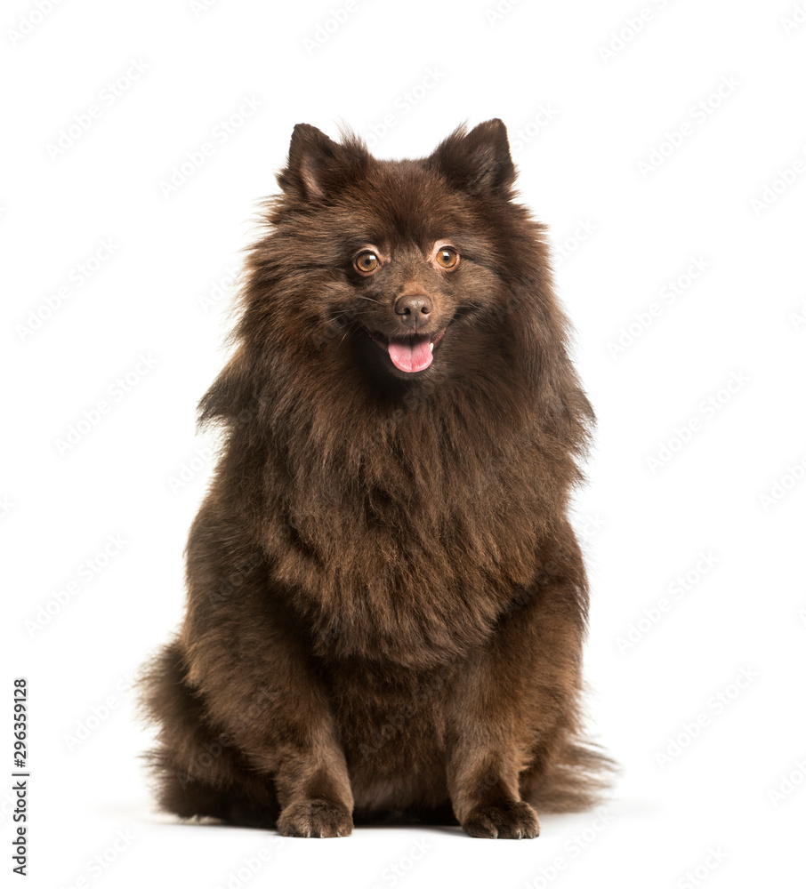 Obraz premium Keeshond sitting against white background