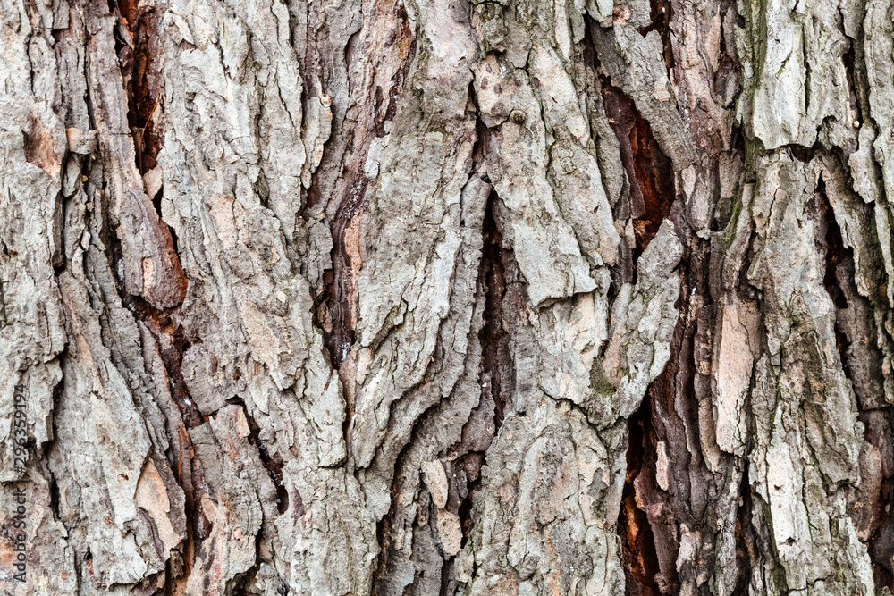 cracked bark on old trunk of larch tree close up cracked bark on old trunk of larch tree close up