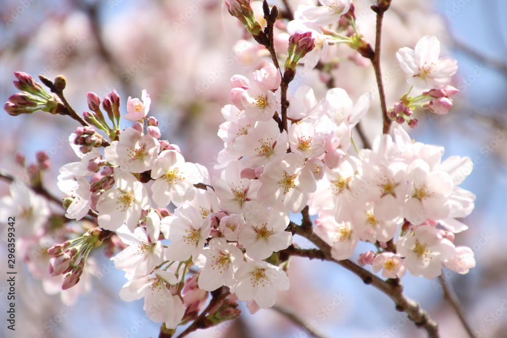 ふくふく地蔵の桜