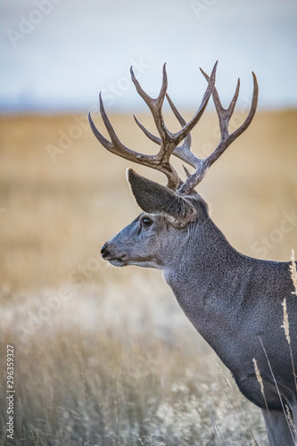 white-tailed deer in rut in autumn