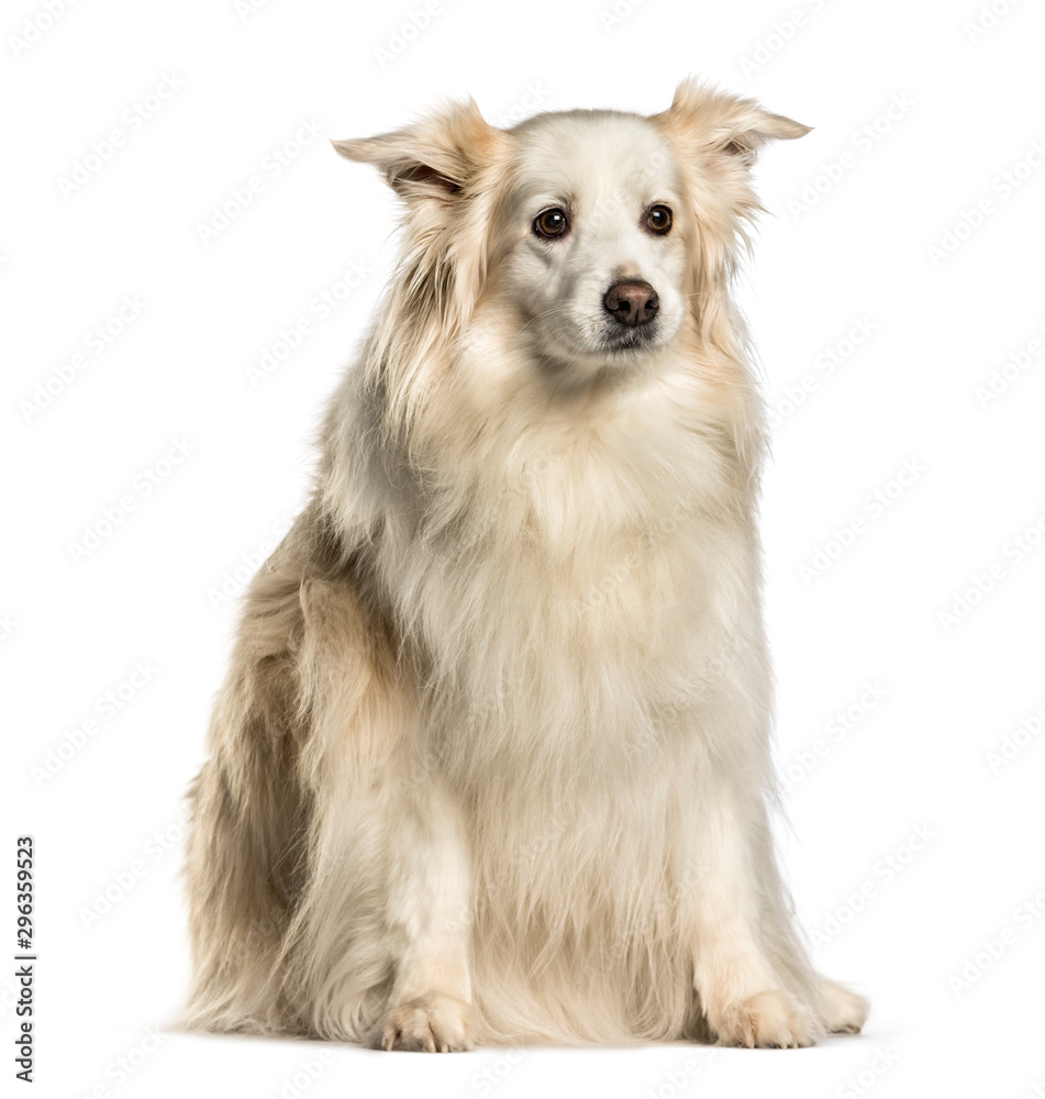 Obraz premium Border Collie sitting against white background