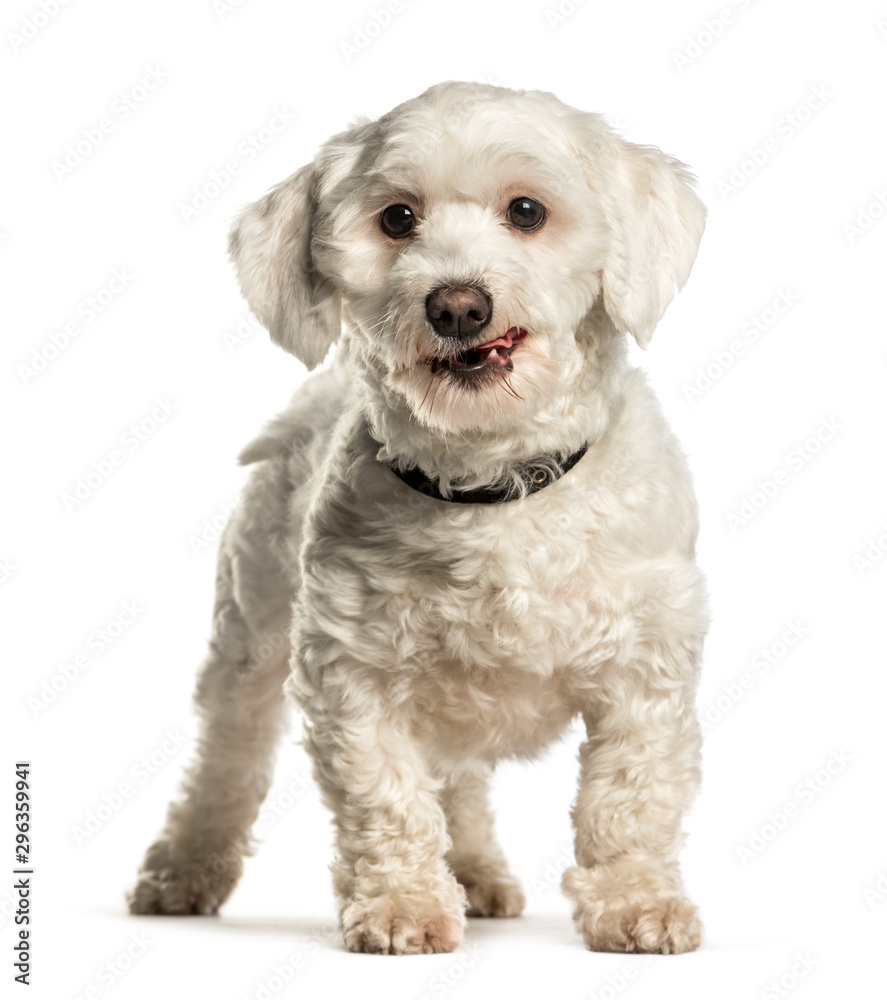 Obraz premium Maltese standing against white background