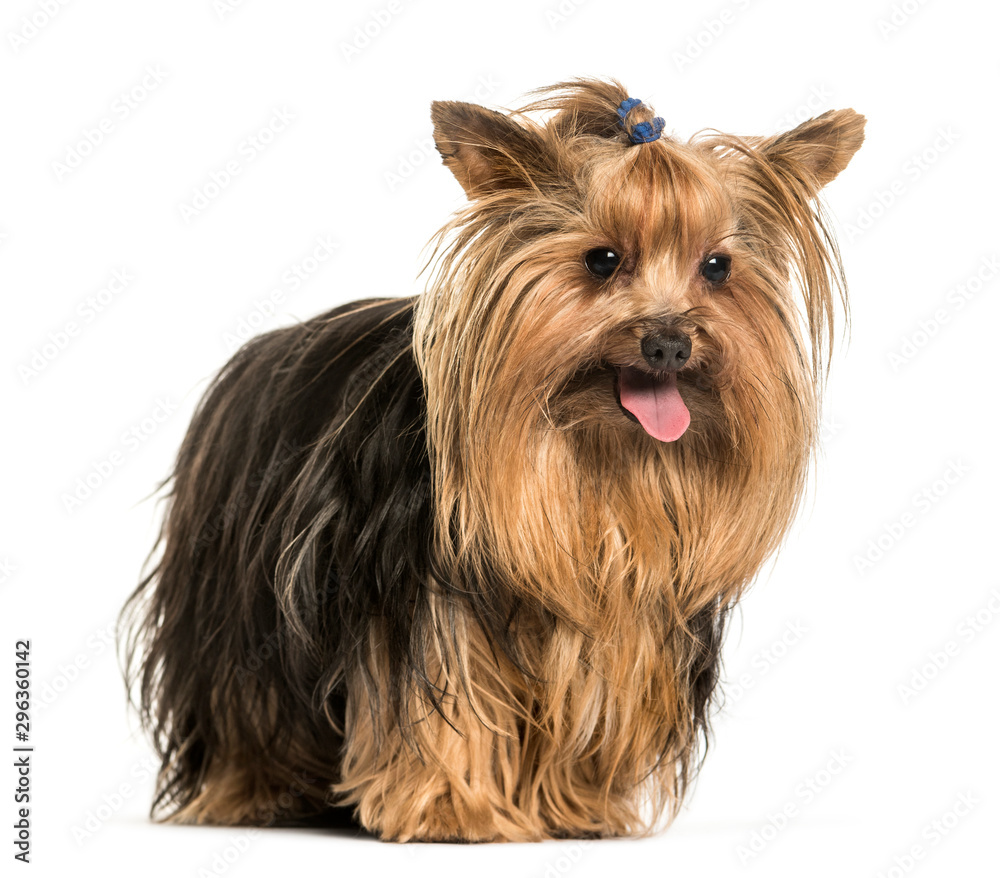 Yorkshire terrier standing against white background Yorkshire terrier standing against white background