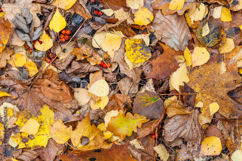 top view of wet various fallen leaves in late fall