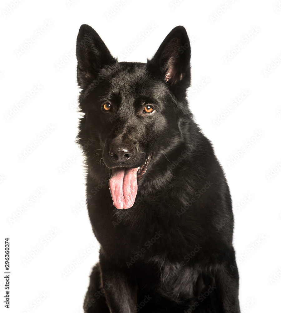 German Shepherd sitting against white background German Shepherd sitting against white background