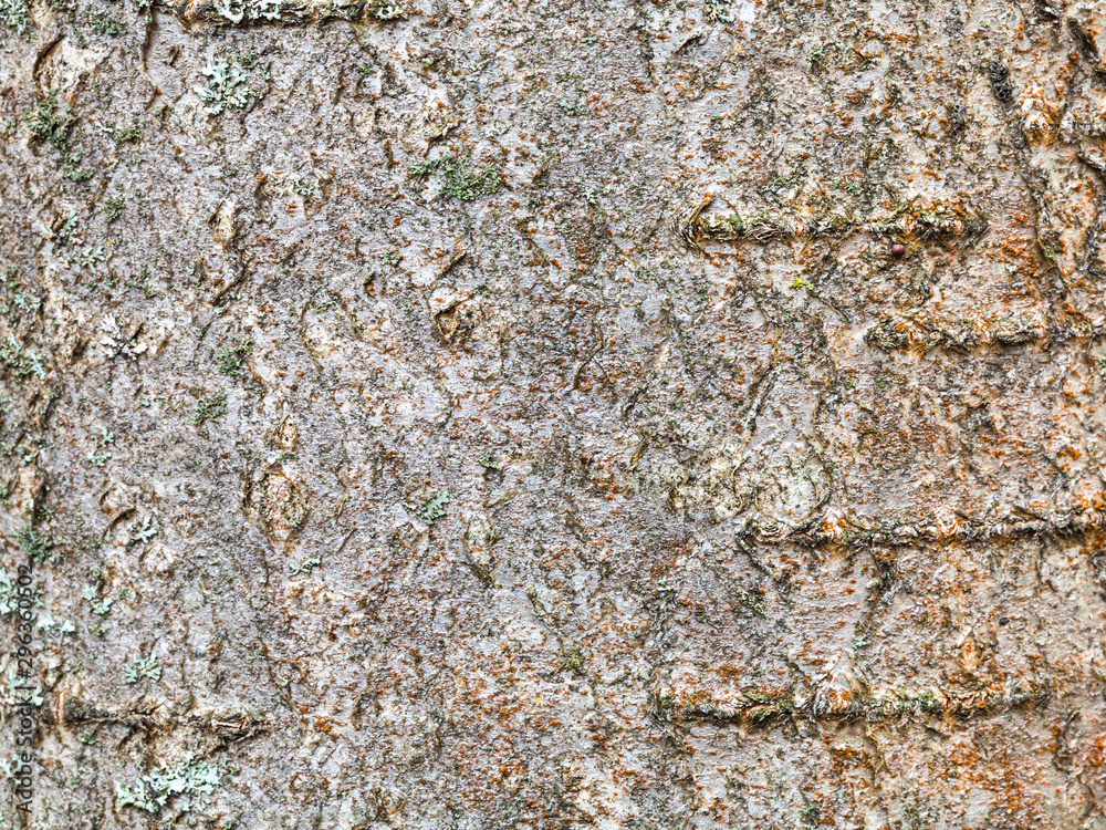 natural bark on trunk of rowan tree close up natural bark on trunk of rowan tree close up