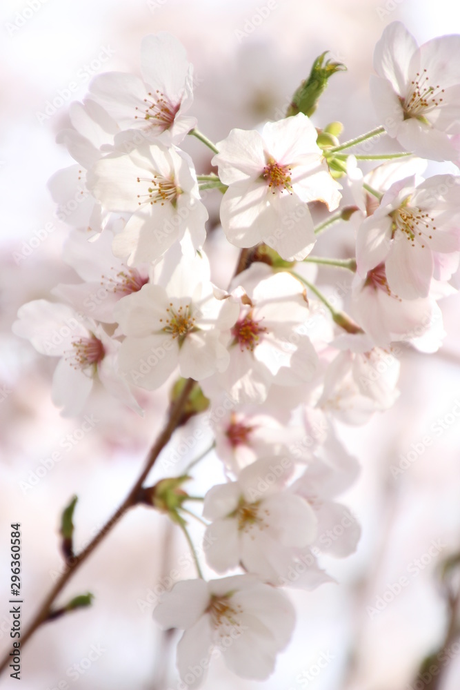 ふくふく地蔵の桜