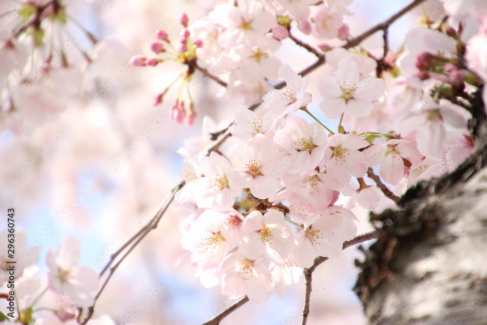 ふくふく地蔵の桜